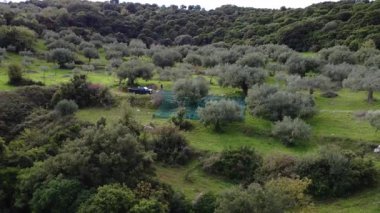 Yunanistan, Avrupa 'da hasat mevsiminde yoğun ormanlarla çevrili canlı yeşil bir korulukta saçılmış zeytin ağaçları ve görünür ağlar ve nakliye aracı bulunuyor..