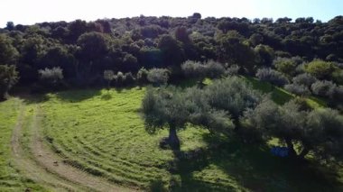 Yakın zamanda ekilmiş ve yuvarlak toprak desenli bir çayır, Yunanistan, Avrupa 'da uzak bir Akdeniz dağ manzarasında, zeytin ağaçları ve yoğun ormanın yanında uzanır..