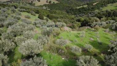 Yunanistan ve Avrupa 'da geleneksel Akdeniz kırsal alanını oluşturan yoğun çalılar ve orman geçidi ile eğimli arazide geleneksel zeytin hasadı.