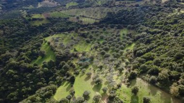 Yunanistan ve Avrupa 'da dramatik gölgeler ve kırsal çalışma faaliyetleriyle doğal dağ oluşumundan sonra ekili zeytin ağaçlarının insansız hava aracı çekimi.