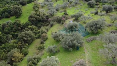 Yeşil ağlar, meyve toplamak için bir yamaçtaki zeytin ağaçlarının arasına yayılır. Bu günlük rutin, Yunanistan ve Avrupa kırsallarında kullanılan geleneksel tarım yöntemlerini vurguluyor.