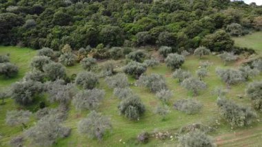 Organize zeytin ağaçları yoğun yabani çalılarla çevrili yeşil çimenli bir tepede yetişir. Doğal ışık, Yunanistan ve Avrupa 'nın kırsal kesimindeki koruluğun gümüş yapraklarını vurguluyor.