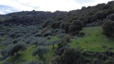 Zeytin ağaçları keskin bir yamaçta dikilir ve arka planda sık ağaçlar yükselir. Yunanistan 'ın kırsal kesiminde, Avrupa' da öğleden sonra gölgeler çimlere düşüyor.