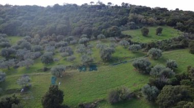 Dağılmış zeytin ağaçları yüksek kaliteli petrol üretimi için kullanılan çimenli bir yamaçta yetişir. Yunanistan 'ın kırsalında ve Avrupa' nın yakınlarındaki ormanlardan geçen toprak bir yol..