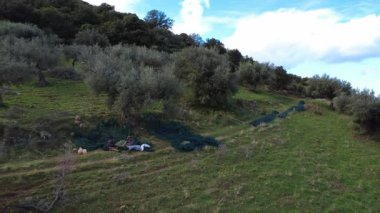Çiftlik işçileri kırsal alanda zeytin toplarken öğleden sonra hasat ağlarındaki yaprakları zeytinlerden ayırırlar. Yunanistan ve Avrupa 'da zeytinyağı üreten geleneksel manuel tarım süreci.