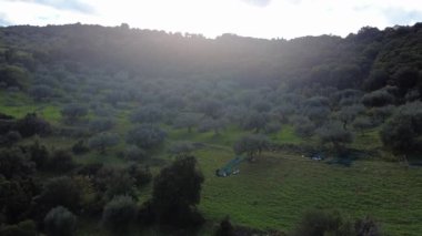 Güneş ışığı uzak vadi ve ormanın üzerinde parlarken antik zeytin koruluğu yamaçtan yayılıyor. Yumuşak sis ve erken ışık Yunanistan ve Avrupa 'da sakin bir kırsal tarım manzarası yarattı.