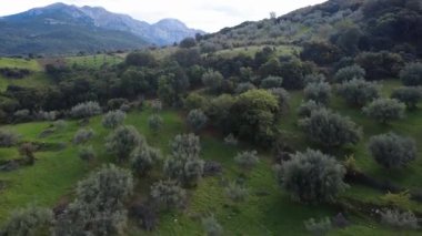 Zeytin ağaçları engebeli bir yamaç boyunca bulutlu bir gökyüzü ve uzak dağ zirvesi ile büyürler. Yunanistan ve Avrupa 'da aktif bir kırsal zeytin koruluğunda yerde hasat ağları ve zeytinler görülüyor.