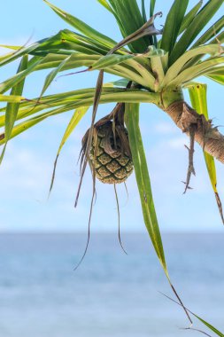 Açık bir günde tropikal hindistan cevizi ağaçlarının manzarası. Rote Adası, Doğu Nusa Tenggara - Endonezya
