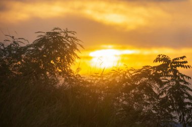 Çimlerin ve ağaçların arasındaki tepeden gün batımı manzarası. Alor, Doğu Nusa Tenggara - Endonezya