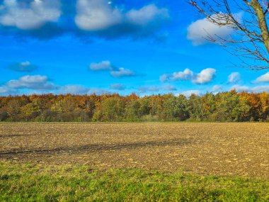 Güneşli bir sonbahar gününde muhteşem bir manzara. Ön planda yoğun, parlak yeşil bir tarla muhtemelen kolza tohumu ya da birkaç çıplak ağaç sıralanmış kış mahsulü var. Orta yerde altın sarısı renkli bir orman şeridi var.