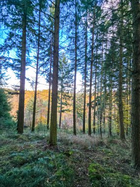 Sahne sonbaharın canlı renkleriyle dolu. Sağdaki ağaçların üst gölgesi zengin altın-turuncu renklerle parlarken, uzun ve ince ağaçlardan oluşan merkez grup iğnelerinin ve yapraklarının koyu yeşil rengini koruyor. Gözlükler