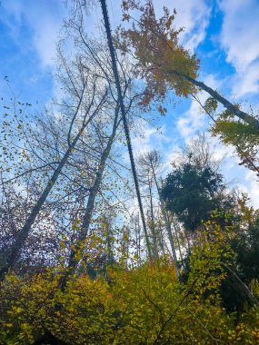 Sahne sonbaharın canlı renkleriyle dolu. Sağdaki ağaçların üst gölgesi zengin altın-turuncu renklerle parlarken, uzun ve ince ağaçlardan oluşan merkez grup iğnelerinin ve yapraklarının koyu yeşil rengini koruyor. Gözlükler