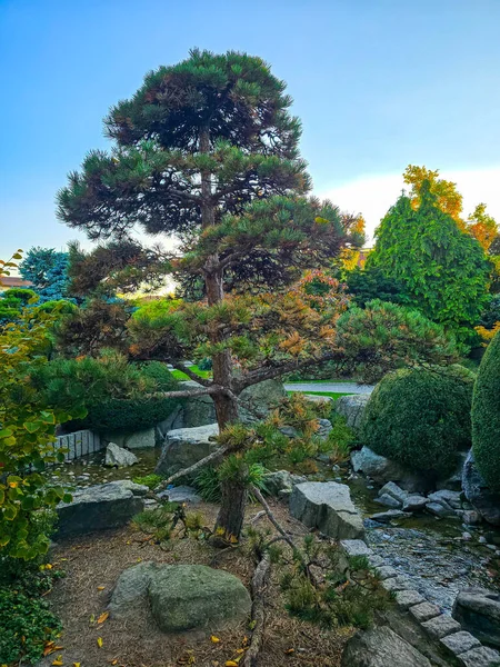 Japon tarzı bir bahçeden sakin bir manzara. Kavisli bir yaya köprüsünün sığ ve çakıl astarlı bir dereyi geçtiği bir yer. Büyük, görkemli bir mavi ladin ağacı, manikürlü çalılar, taş patikalar ve geleneksel ağaçlarla çevrili bir odak noktası olarak duruyor.