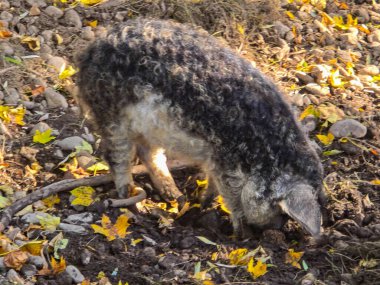 Kalın kıvırcık saçlı, sonbahar sarı yaprakları ve taşlarla kaplı bir yerde yiyecek arayan tüylü bir domuz..