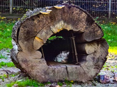Yeşil çimenlerin üzerinde uzanan büyük, oyuk bir kütüğün enine kesit görüntüsü, kabuk yüzeyinde büyüyen küçük raf mantarları.