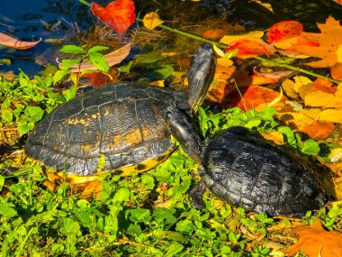 Suyun kenarındaki çimenli bir kıyıda dinlenen bir çift kaplumbağa. Parlak güneşin altında canlı sarı ve kırmızı sonbahar yapraklarıyla çevrili..