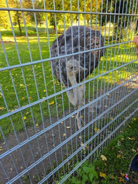 A close-up view of an ostrich Struthio camelus behind a grey metal grid fence. The bird is standing on a dirt path next to a green lawn with fallen autumn leaves.