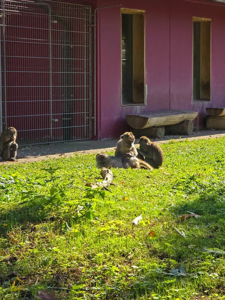 Hayvanat bahçesi ortamında bir grup makak açık yeşil çimlerde oturuyor, pembe bir binanın önünde sosyal bakımla meşgul..