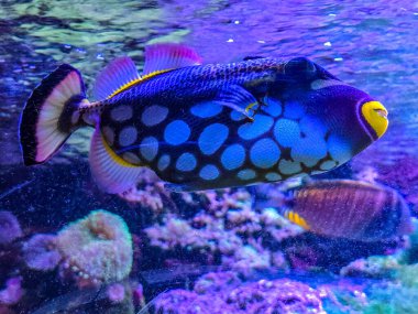 Canlı bir palyaço, büyük beyaz benekler ve sarı dudaklardan oluşan eşsiz desenini gözler önüne seriyor. Balık, mor ve mavi aktinik ışıklandırmayla mercan resiflerinin üzerinde yüzüyor. Akvaryum ve doğa için yüksek kaliteli deniz yaşamı fotoğrafçılığı