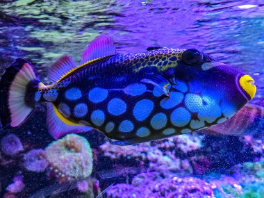 Canlı bir palyaço, büyük beyaz benekler ve sarı dudaklardan oluşan eşsiz desenini gözler önüne seriyor. Balık, mor ve mavi aktinik ışıklandırmayla mercan resiflerinin üzerinde yüzüyor. Akvaryum ve doğa için yüksek kaliteli deniz yaşamı fotoğrafçılığı