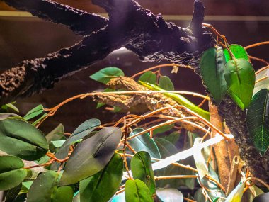 Parlak yeşil gergedan fare yılanının özel burun çıkıntısını ve ölçekli dokusunu gösteren detaylı bir makro görüntüsü. Yılan teraryum bir ortamda dokulu bir kabuğun üzerinde dinleniyor..