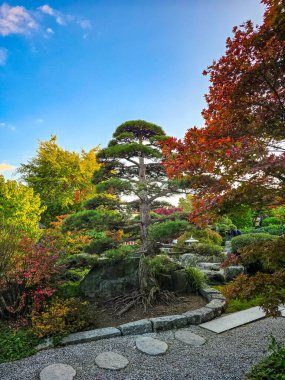 Zen taşından bir bahçedeki kırmızı Japon akçaağacı sonbahar tanımlaması sırasında odak noktası olarak canlı kırmızı bir akçaağaç içeren güzel bir Japon bahçesi. Sahnede geleneksel bir taş fener, beyaz çakıl yolları ve yemyeşil bir alan var.