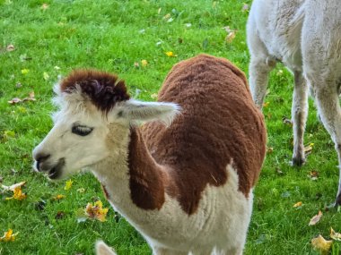 Güneşli bir çayırda beyaz, bej ve kahverengi beyaz renkte üç tatlı alpaka. Diğerleri yakınlarda dikilirken bir alpaka çimlerin üzerinde dinleniyor. Sonbahar renklerine ve yumuşak doğal ışıklandırmaya sahip yüksek kaliteli açık hava hayvan fotoğrafçılığı.