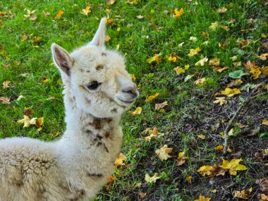 A close-up shot of two alpacas with thick wool eating grass in a meadow. The foreground shows a brown and white alpaca in profile, while another white alpaca is visible in the background. Natural outdoor scene with green grass and fallen autumn