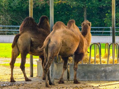 Güneşli bir günde yerde oturan iki hörgüçlü kürklü kahverengi develer. Hayvanlar ahşap ve turkuaz bir binanın yanında dinleniyorlar. Çiftlik ya da hayvanat bahçesi ortamında yüksek kaliteli develer..