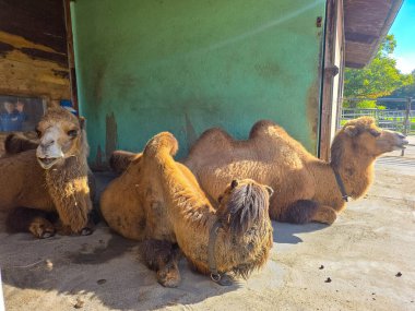 Güneşli bir günde yerde oturan iki hörgüçlü kürklü kahverengi develer. Hayvanlar ahşap ve turkuaz bir binanın yanında dinleniyorlar. Çiftlik ya da hayvanat bahçesi ortamında yüksek kaliteli develer..