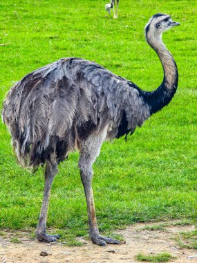 Büyük, gri, uçamayan bir kuş, Büyük rhea, uzun boynunu yemyeşil bir çimenlikte yiyecek aramak için büküyor. Doğal bir habitat ya da hayvanat bahçesi ortamında devekuşu benzeri egzotik bir kuşun yan görüntüsü.