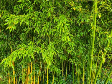 Canlı yeşil yapraklı kalın bambu saplarının yakın çekim görüntüsü. Sarı sapların dikey çizgileri, organik ya da zen temalı arka plan için mükemmel bir doğal desen oluşturur..