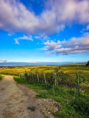Dar bir asfalt yol, dramatik ve bulutlu bir mavi gökyüzünün altında yemyeşil asma sıralarının arasından esiyor. İnce bir parça yeşil grafiti içeren beton istinat duvarı geleneksel kırsal alana modern bir dokunuş ekleyerek doğanın eşsiz bir karışımını oluşturuyor.