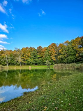 Durgun bir göle sahip huzurlu bir manzara canlı bir sonbahar ormanını yansıtıyor. Gökyüzü yumuşak, beyaz bulutlarla dolu, dingin ve doğal bir atmosfer yaratıyor. Arkaplan kullanımı, çevre kavramları ve doğa temalı tasarımlar için ideal.