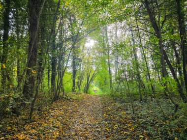Sonbahar mevsiminde güzel bir orman yolu ya da park yolu. Zemin parlak sarı yapraklarla dağılmış, gözü kalın yeşil ormanın derinliklerine götürüyor. Yürüyüş, sağlık ve mevsimsel değişim temaları için ideal huzurlu bir doğa sahnesi..