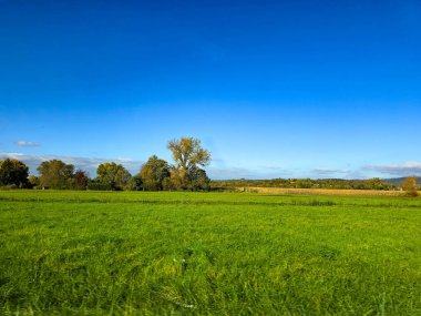 Ufuk boyunca uzanan altın bir mısır tarlasının geniş açılı görüntüsü. Olgunlaşan mısır ağacının parlak sarısı yemyeşil bir ön plan ve bulutsuz, doymuş mavi gökyüzü ile çok güzel tezat oluşturuyor. Hasat mevsiminin mükemmel bir temsili ve...