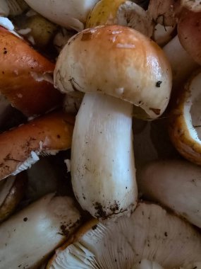 Kalın beyaz saplı ve kahverengi şapkalı bir grup yenilebilir mantar. Bazılarının tabanında toprak ve yosun var.