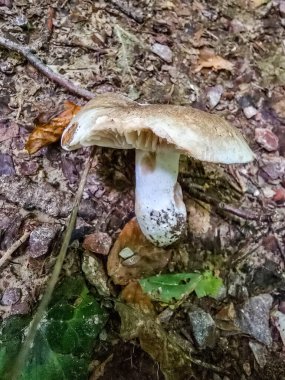 Açık kahverengi şapkalı ve kalın beyaz saplı tek bir orman mantarının zemin seviyesindeki detaylı görüntüsü. Mantar, sonbahar yaprakları, toprak ve orman zemininin doğal dokusunu gösteren küçük taşlarla çevrilidir. Doğa ve biyoloji için ideal.