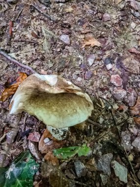 Açık kahverengi şapkalı ve kalın beyaz saplı tek bir orman mantarının zemin seviyesindeki detaylı görüntüsü. Mantar, sonbahar yaprakları, toprak ve orman zemininin doğal dokusunu gösteren küçük taşlarla çevrilidir. Doğa ve biyoloji için ideal.