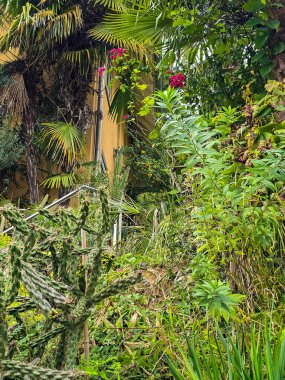 Akdeniz ve tropikal bitkilerin yer aldığı yoğun, canlı bir bahçe. Ön planda, büyük bir dikenli kaktüs, sarı bir konut binasının duvarına tırmanan palmiye ağaçları ve parlak pembe çiçeklerle yemyeşil arasında yer alır. Şeyi...