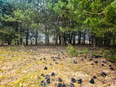 Görünür kozalaklı kozalaklı ağaç dallarının yakın görüntüsü. Görüntü doğal dokular, yeşil iğneler ve her zaman yeşil olan ormanların tipik ahşap elementlerini gösteriyor. Doğa, ormancılık, kış tatili, açık hava konuları için mükemmel.