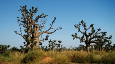 Baobab orman, Senegal