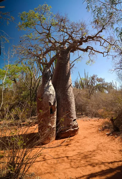 Paisagem Com Adansonia Rubrostipa Aka Fony Baobab Tree Reniala Reserve — Fotografia de Stock