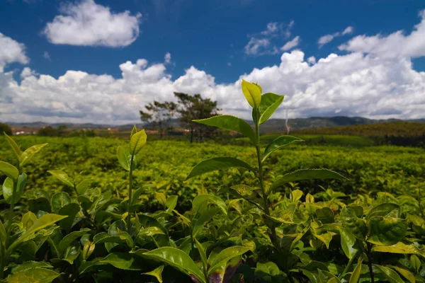 フィアナランツォア マダガスカルの Sahambavy で茶畑のある風景します ストックフォト