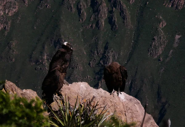 Condors Colca Canyon Condor Cross Cruz Del Condor Viewpoint Chivay — Stock Photo, Image