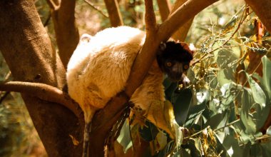 Lemurs park, Antananarivo, Madagaskar taçlı sifaka aka Propithecus coronatus portresi