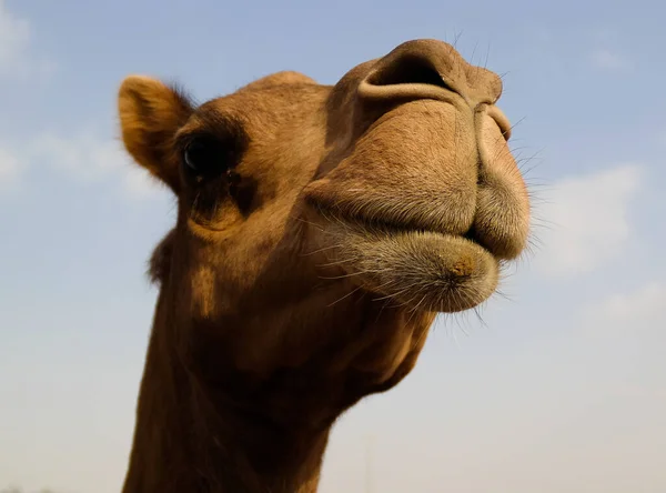 Retrato de la cabeza de camello divertido, Sharjah, Emiratos Árabes Unidos Imágenes De Stock Sin Royalties Gratis