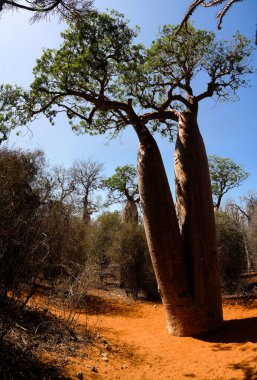 Reniala rezerv Adansonia rubrostipa aka Fony Baobab Ağacı ile peyzaj, Toliara, Madagaskar