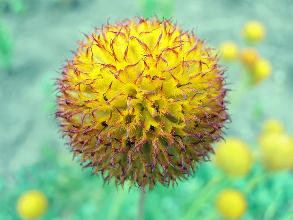Craspedia żółty kwiat — Zdjęcie stockowe