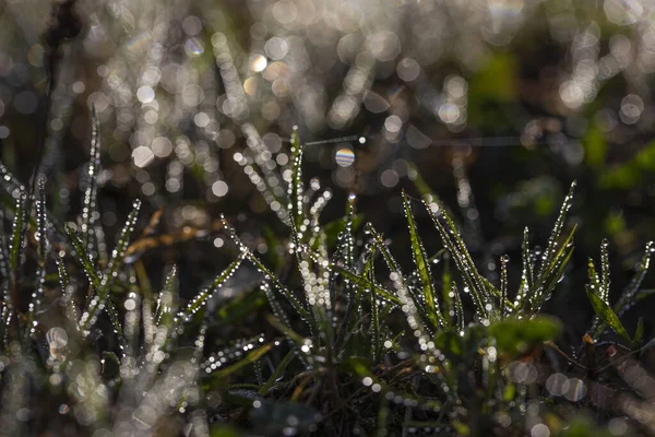 Blad Gräs Dagg Droppar Suddig Bakgrund Med Bokeh Cirklar Vattendroppar — Stockfoto